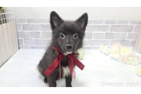販売中の東京都のミックス犬-372813の6枚目