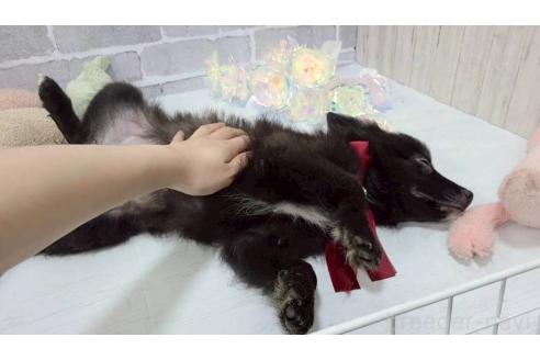 販売中の東京都のミックス犬-372813の7枚目