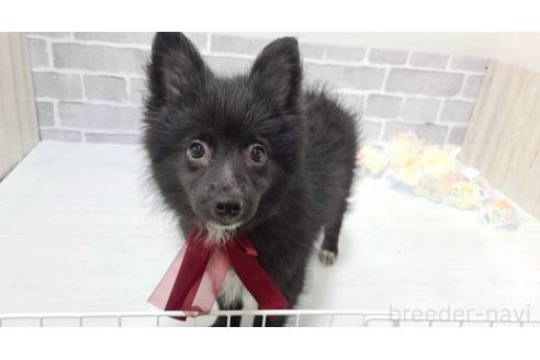 販売中の東京都のミックス犬-372813の4枚目