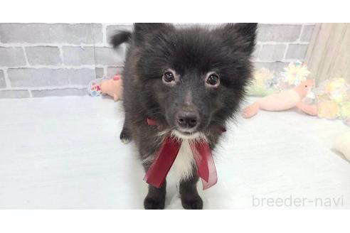 販売中の東京都のミックス犬-372813の2枚目