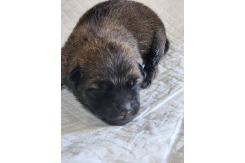 販売中の福岡県のミックス犬-393885の2枚目