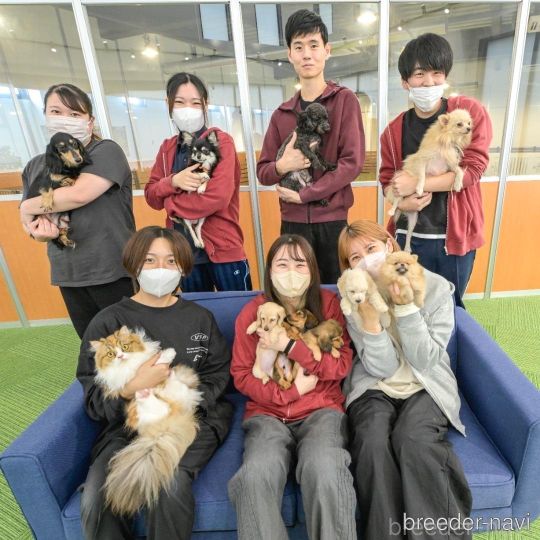 販売中の茨城県のミックス犬-393899の2枚目
