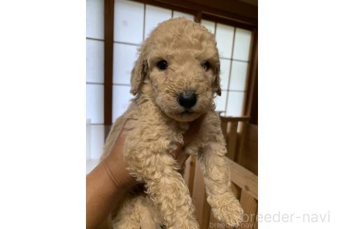 販売中の愛知県のスタンダードプードル-393910の3枚目