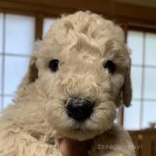 販売中の愛知県のスタンダードプードル-393912の1枚目