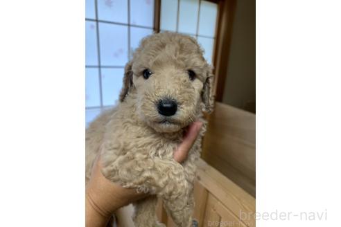 販売中の愛知県のスタンダードプードル-393916の4枚目