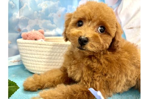 成約済の栃木県のトイプードル-390807の5枚目