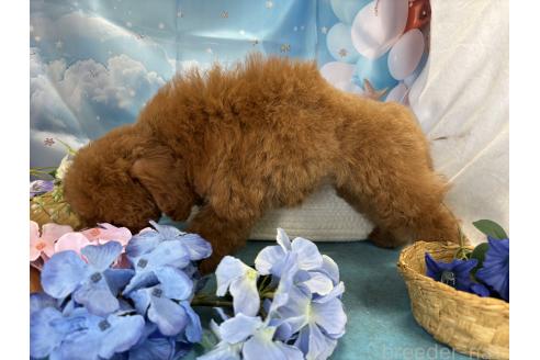 成約済の栃木県のトイプードル-390807の3枚目
