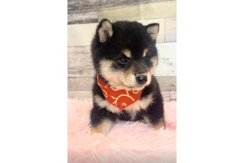 販売中の茨城県の柴犬-393917の4枚目