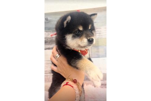 販売中の茨城県の柴犬-393917の3枚目