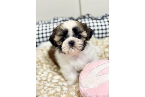 販売中の福岡県のシーズー-393784の1枚目