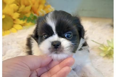 販売中の埼玉県のミックス犬-393939の8枚目