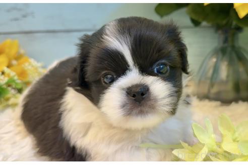 販売中の埼玉県のミックス犬-393939の6枚目