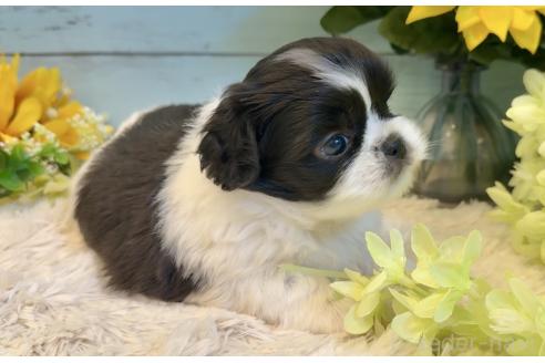 販売中の埼玉県のミックス犬-393939の5枚目