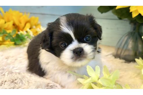 販売中の埼玉県のミックス犬-393939の3枚目