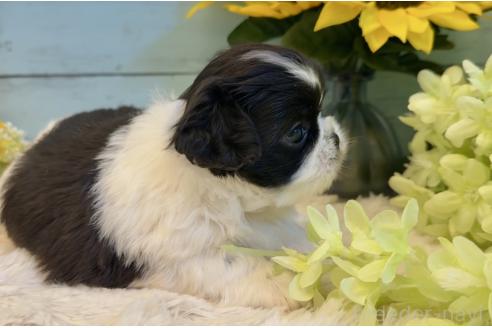 販売中の埼玉県のミックス犬-393939の2枚目