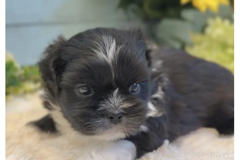 販売中の埼玉県のミックス犬-393940の10枚目