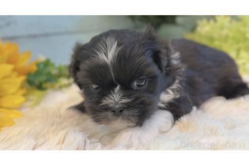 販売中の埼玉県のミックス犬-393940の9枚目