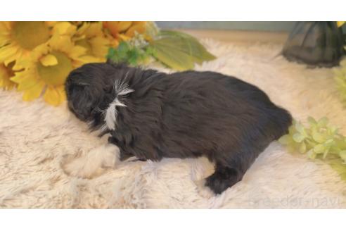 販売中の埼玉県のミックス犬-393940の8枚目