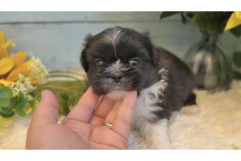 販売中の埼玉県のミックス犬-393940の6枚目