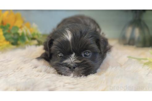 販売中の埼玉県のミックス犬-393940の7枚目