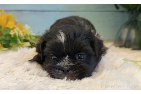 販売中の埼玉県のミックス犬-393940の4枚目