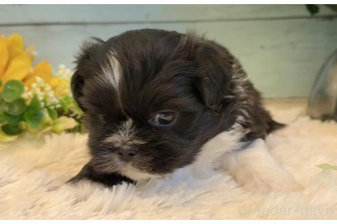 販売中の埼玉県のミックス犬-393940の5枚目