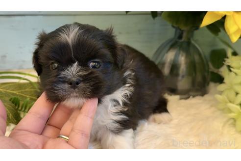 販売中の埼玉県のミックス犬-393940の3枚目