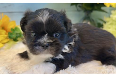 販売中の埼玉県のミックス犬-393940の2枚目