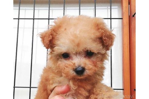 販売中の群馬県のティーカッププードル-393942の6枚目