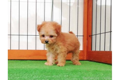 販売中の群馬県のティーカッププードル-393942の4枚目