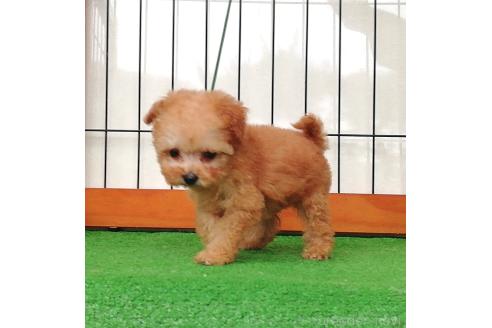 販売中の群馬県のティーカッププードル-393942の3枚目