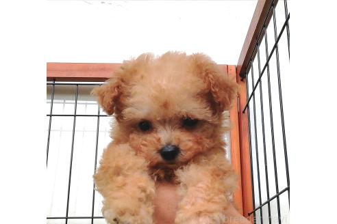 販売中の群馬県のティーカッププードル-393942の2枚目
