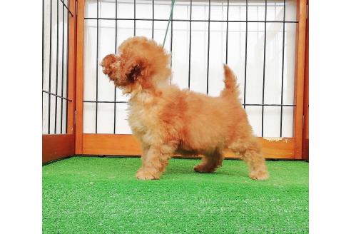 販売中の群馬県のティーカッププードル-393943の5枚目