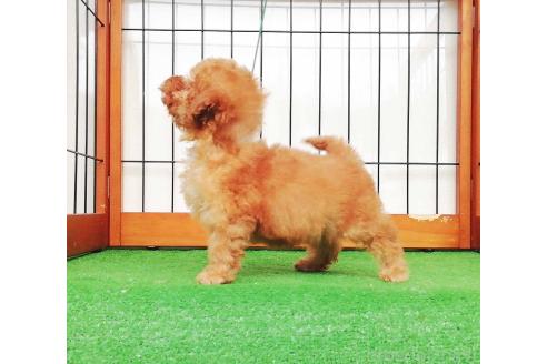 販売中の群馬県のティーカッププードル-393943の4枚目