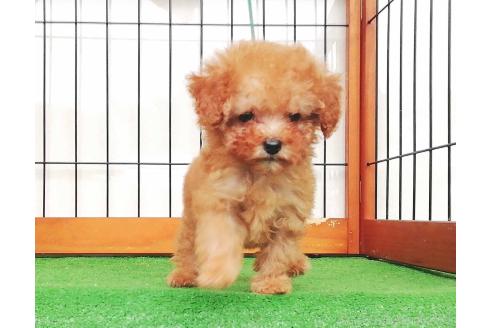 販売中の群馬県のティーカッププードル-393943の3枚目
