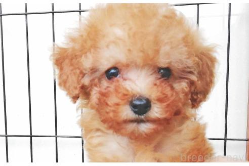 販売中の群馬県のティーカッププードル-393943の2枚目
