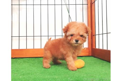 販売中の群馬県のティーカッププードル-393945の5枚目