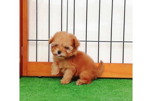 販売中の群馬県のティーカッププードル-393945の4枚目