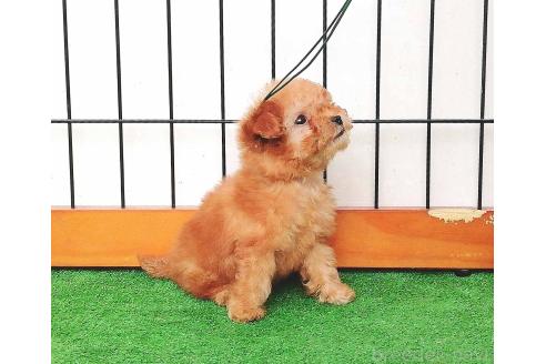 販売中の群馬県のティーカッププードル-393945の3枚目