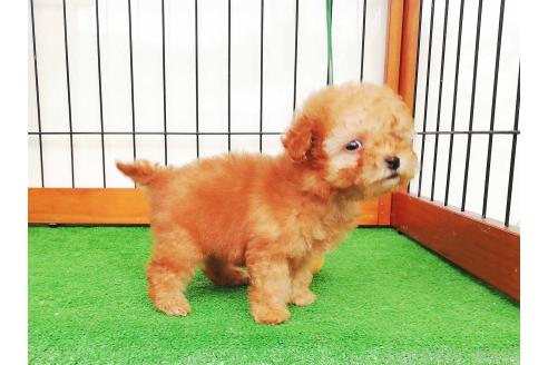 販売中の群馬県のティーカッププードル-393945の2枚目