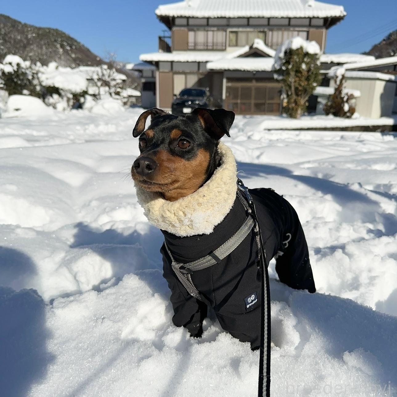 ベティちゃん1枚目