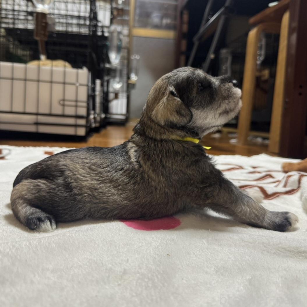 販売中の岡山県のミニチュアシュナウザー-393950の8枚目