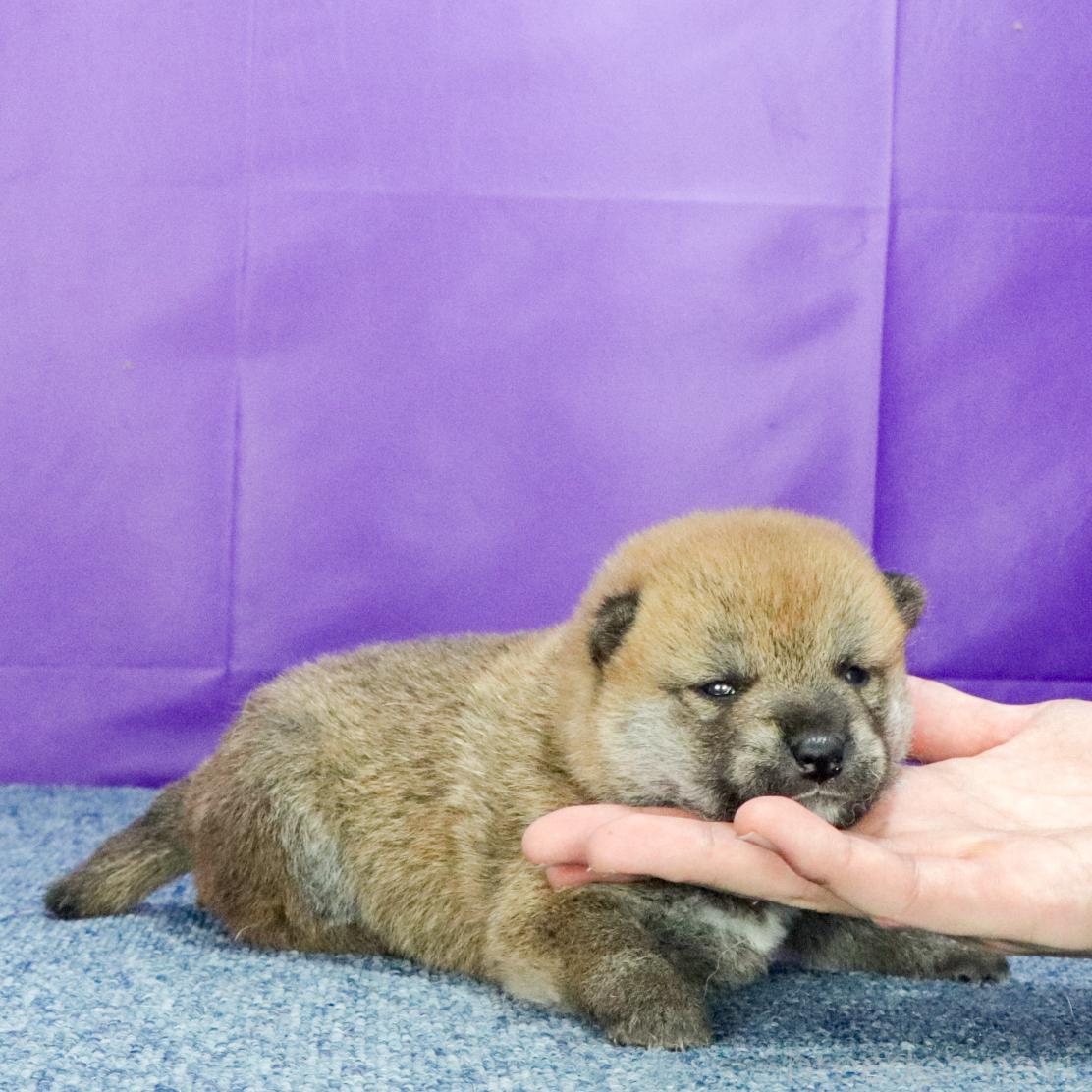 販売中の愛知県の柴犬-393952の3枚目