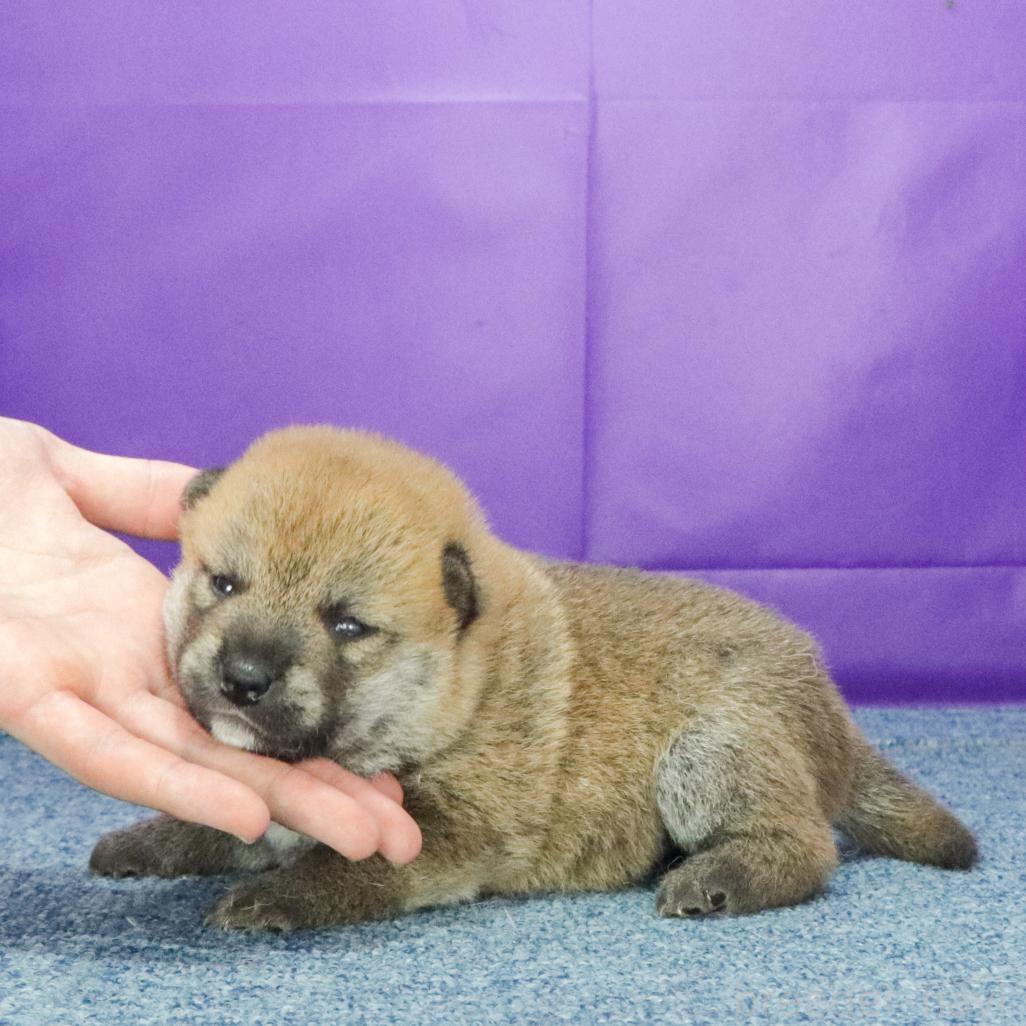 販売中の愛知県の柴犬-393952の2枚目