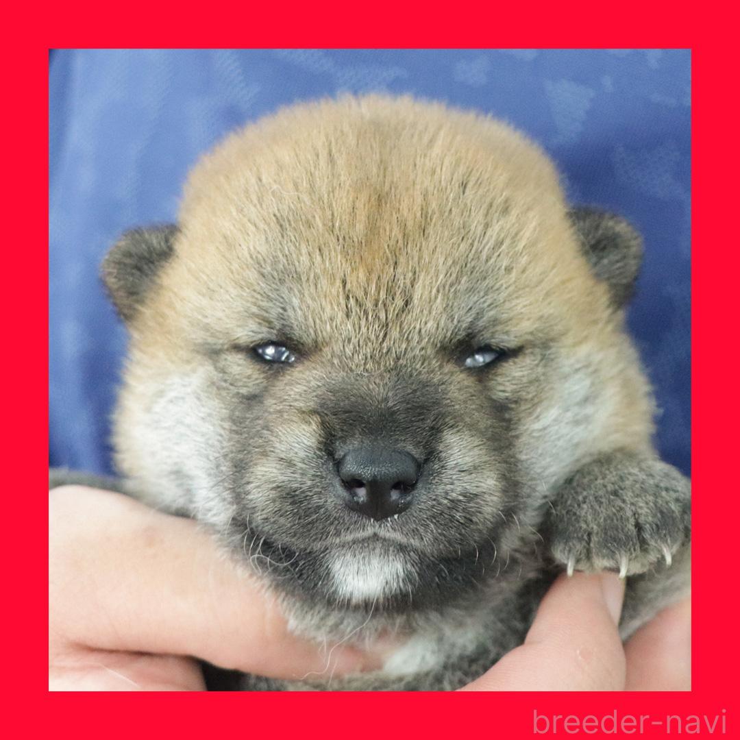 販売中の愛知県の柴犬-393952