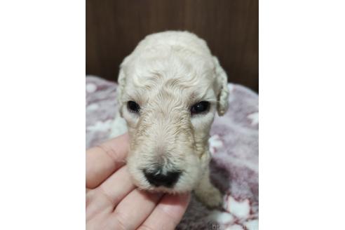 販売中の福岡県のスタンダードプードル-393960の5枚目