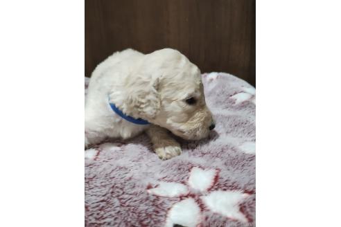 販売中の福岡県のスタンダードプードル-393960の3枚目