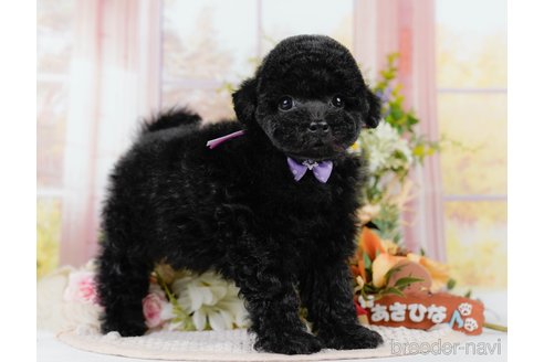 販売中の神奈川県のトイプードル-394266の11枚目