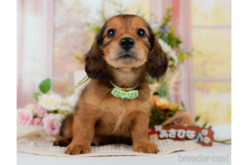 販売中の神奈川県のミニチュアダックスフンド(ロングヘアード)-394253の12枚目