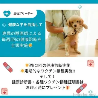 販売中の神奈川県のマルプー:マルチーズ×トイプードル-394251の15枚目